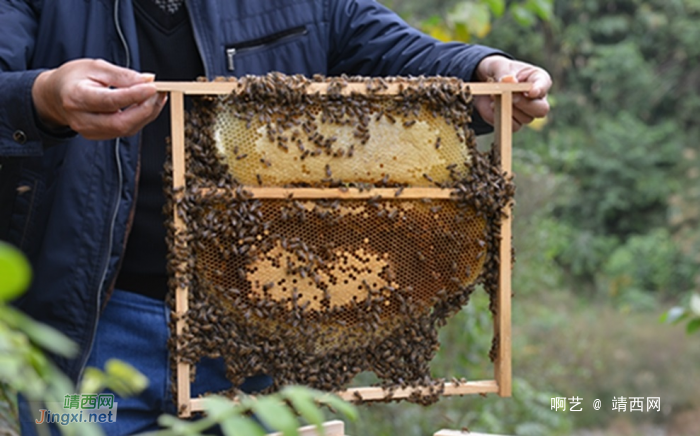 德保蜜蜂养殖 ，酿造“甜蜜”生活 - 靖西网