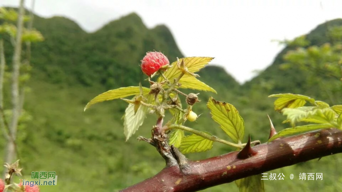 外人都不告诉，树莓这季节开始结果拉，靖西土话叫马猴 - 靖西网