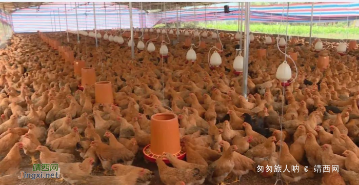 泗梨街年产万羽肉鸡的养殖场正式投产 - 靖西网