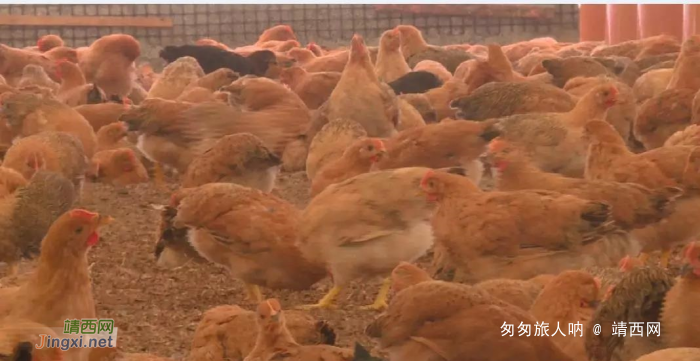 泗梨街年产万羽肉鸡的养殖场正式投产 - 靖西网