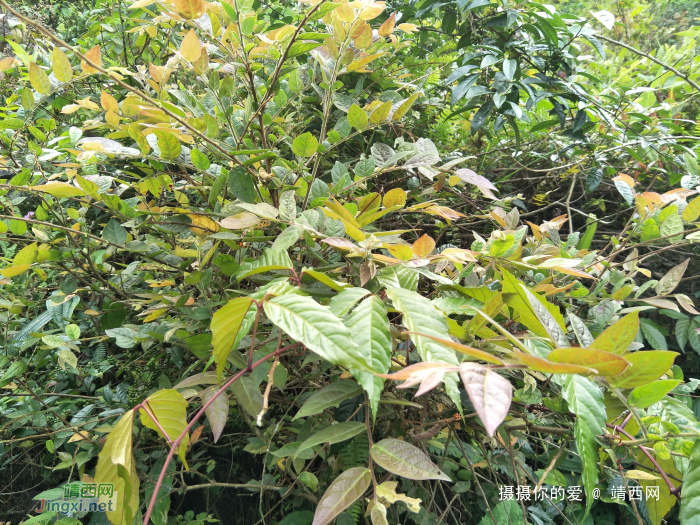 扫墓遇上了一些植物，你认识的有几个?求公凹科普。 - 靖西网