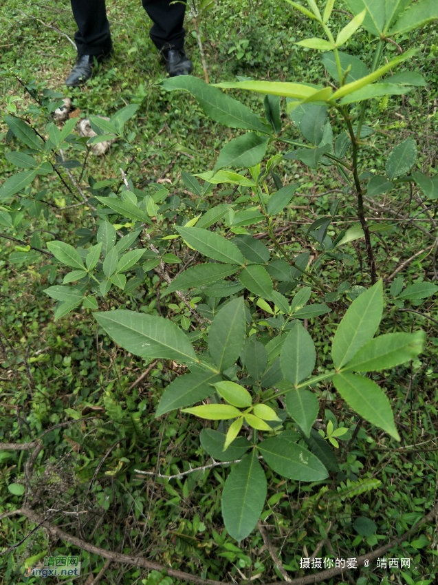 扫墓遇上了一些植物，你认识的有几个?求公凹科普。 - 靖西网