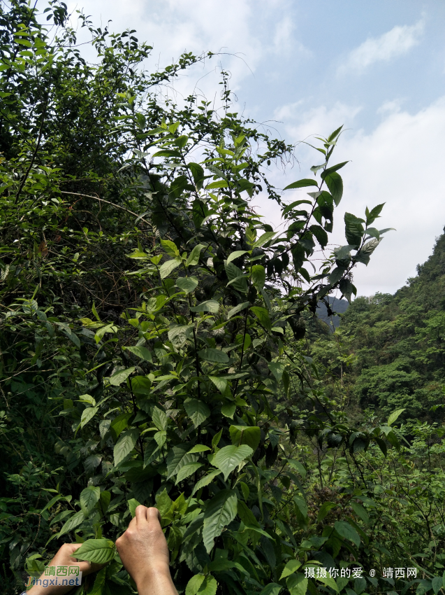 扫墓遇上了一些植物，你认识的有几个?求公凹科普。 - 靖西网