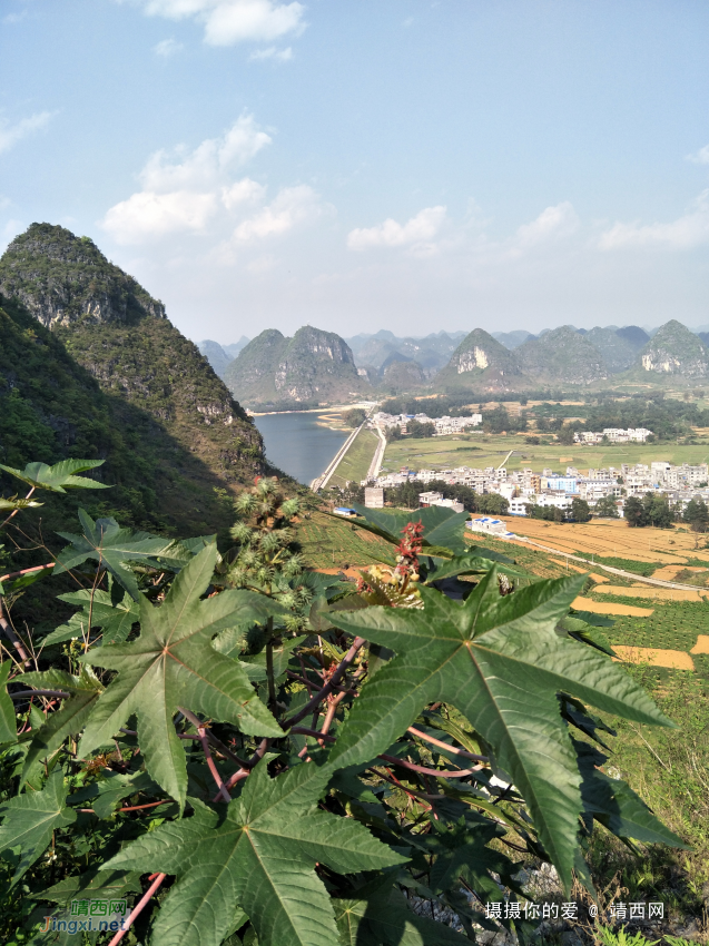 扫墓遇上了一些植物，你认识的有几个?求公凹科普。 - 靖西网