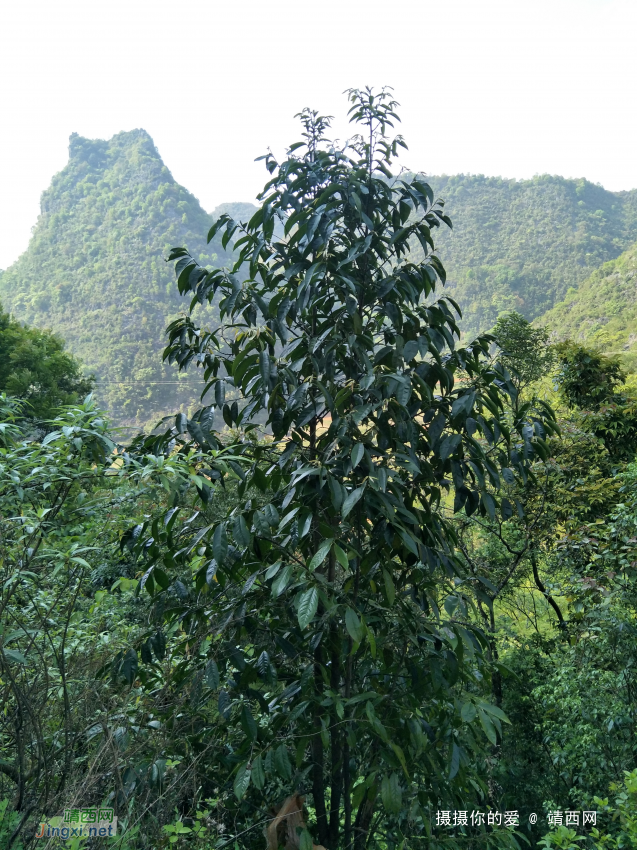 扫墓遇上了一些植物，你认识的有几个?求公凹科普。 - 靖西网