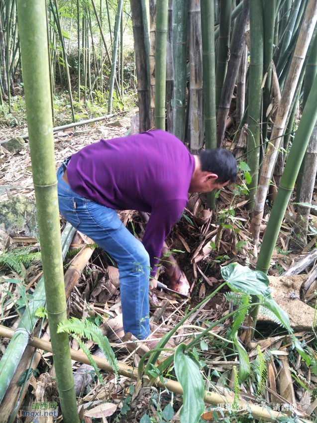 小心!这里有狼 - 靖西网