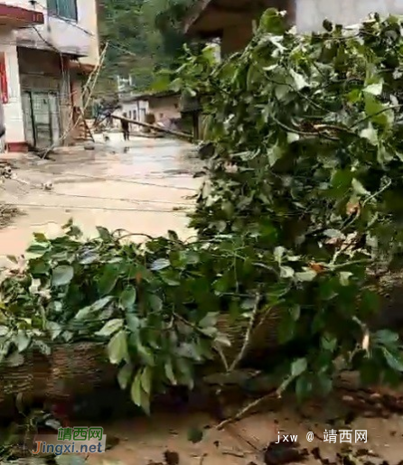 靖西同德百达村一大树被大风刮倒，还倒了2根电线杆 - 靖西网