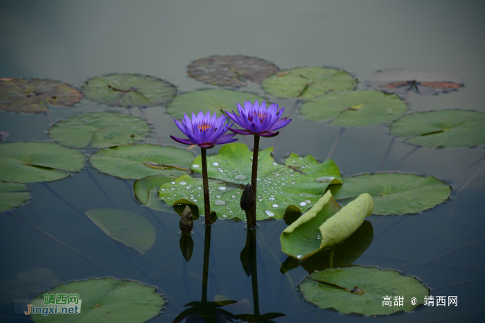 荷花出水图 - 靖西网