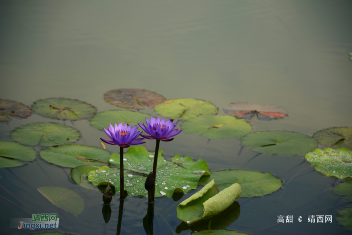 荷花出水图 - 靖西网