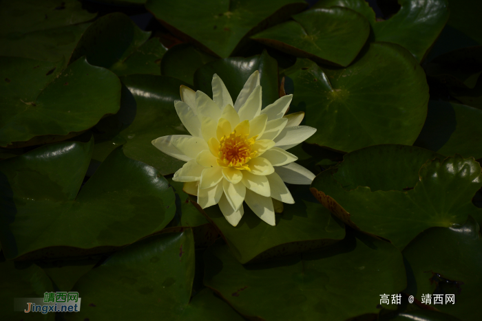 荷花出水图 - 靖西网