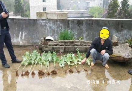 靖西人注意了！种植这种植物违法！ - 靖西网