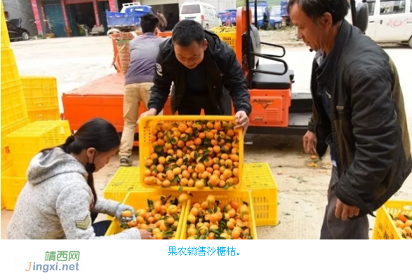 西林砂糖桔年产值16亿 热销北京沈阳乌鲁木齐等地 - 靖西网