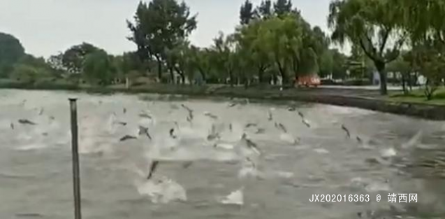 集体舞！南京玄武湖公园现群鱼跳跃奇观 - 靖西网