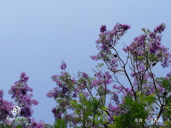 休闲广场的蓝楹树花开 - 靖西网