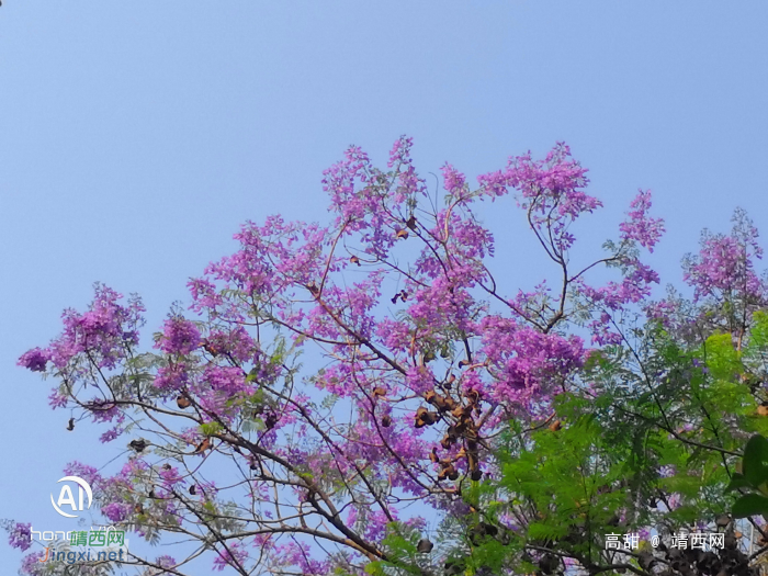 休闲广场的蓝楹树花开 - 靖西网