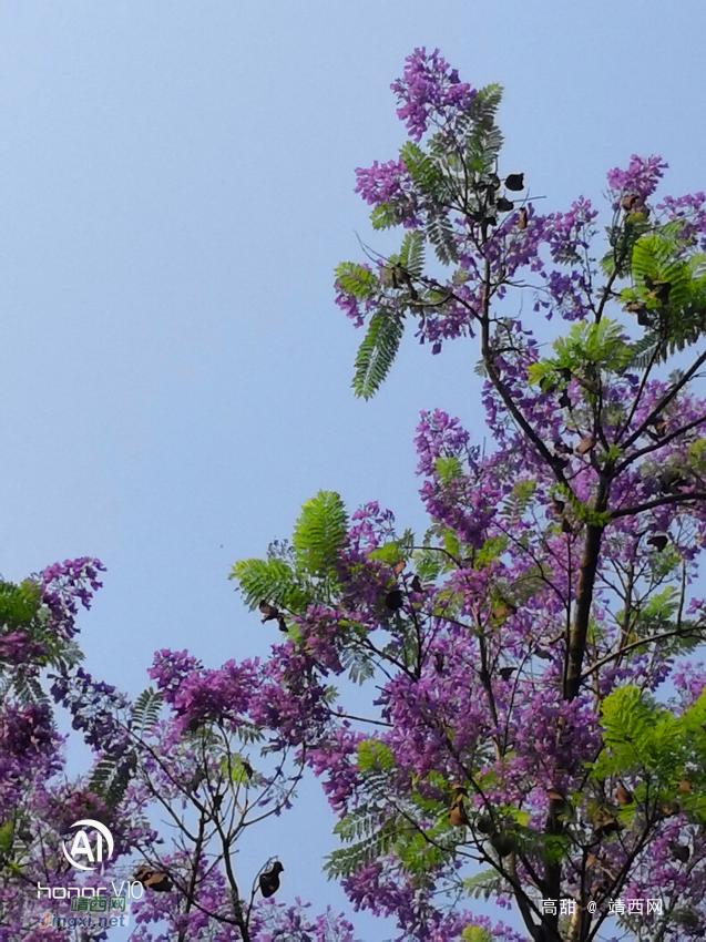 休闲广场的蓝楹树花开 - 靖西网