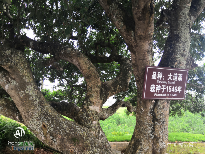 几百年树龄的荔枝树 - 靖西网