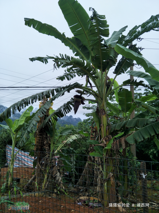 雨后的乡下。 - 靖西网