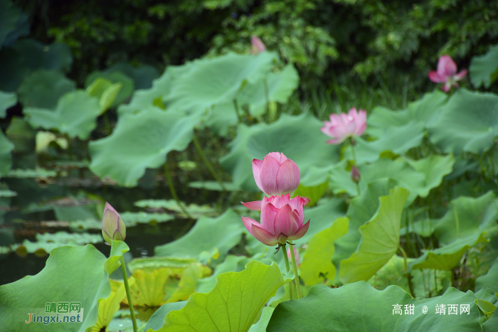 夏日荷花别样美 - 靖西网