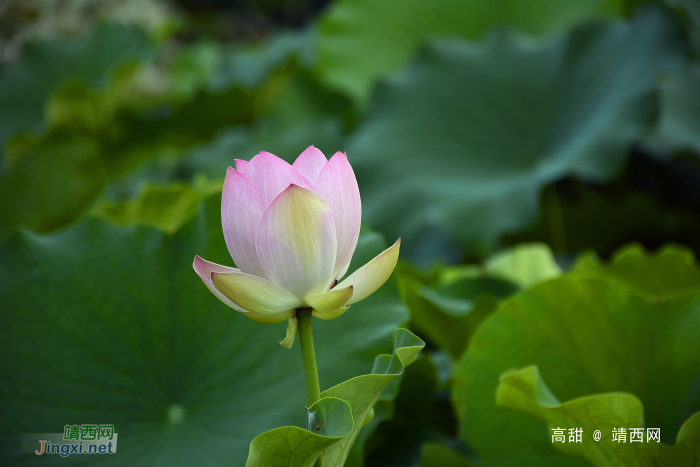 夏日荷花别样美 - 靖西网