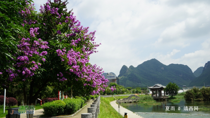 靖西龙潭湿地公园夏天的景色 - 靖西网