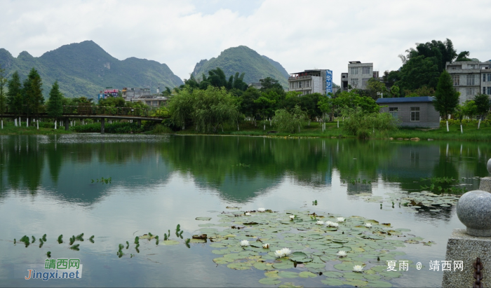 靖西龙潭湿地公园夏天的景色 - 靖西网