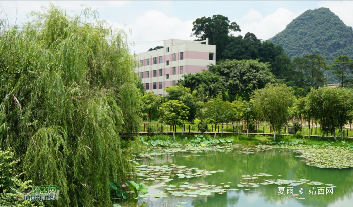 靖西龙潭湿地公园夏天的景色 - 靖西网