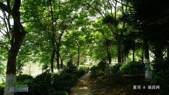 靖西龙潭湿地公园夏天的景色 - 靖西网