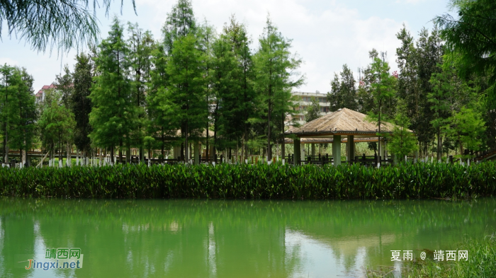 靖西龙潭湿地公园夏天的景色 - 靖西网