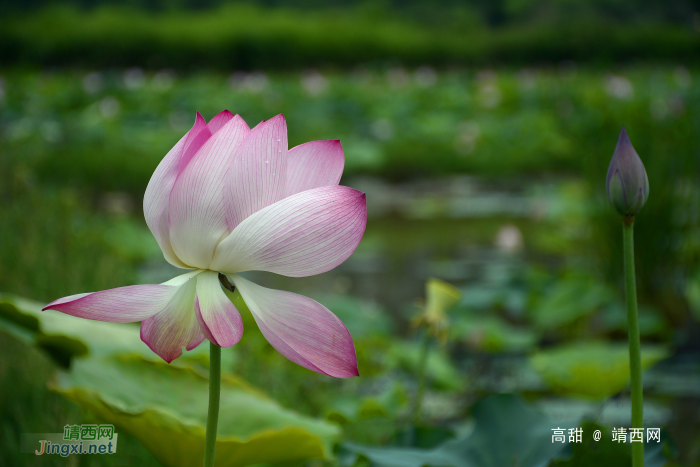 映日荷花，飘香夏季 - 靖西网