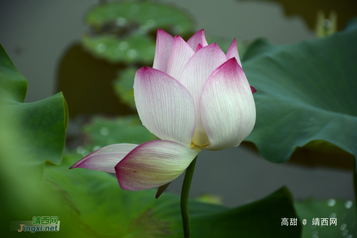 映日荷花，飘香夏季 - 靖西网