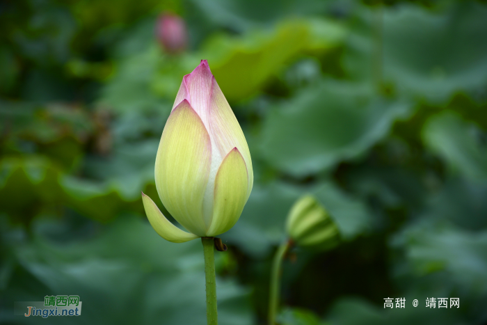 映日荷花，飘香夏季 - 靖西网