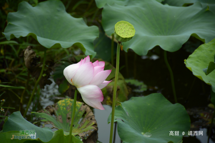 映日荷花，飘香夏季 - 靖西网