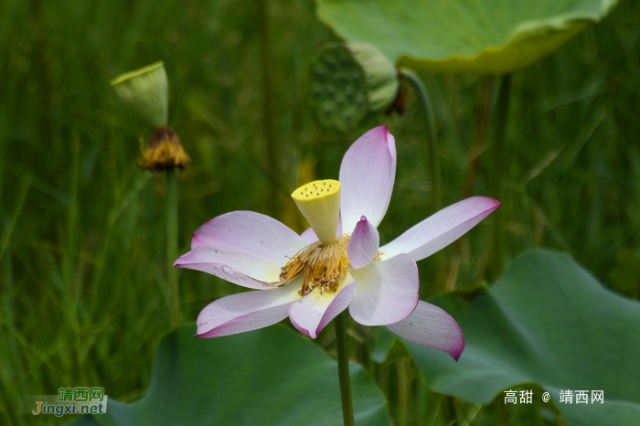 映日荷花，飘香夏季 - 靖西网