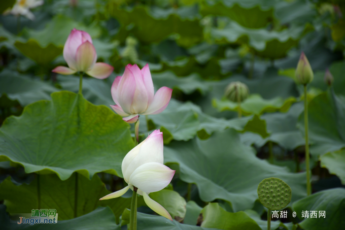 映日荷花，飘香夏季 - 靖西网