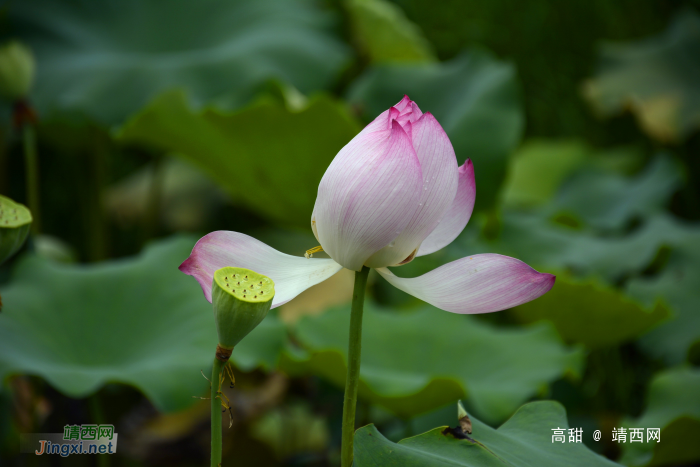 映日荷花，飘香夏季 - 靖西网