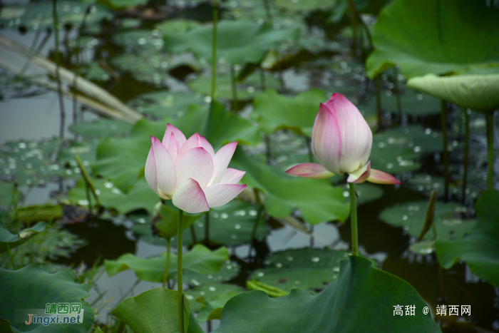 映日荷花，飘香夏季 - 靖西网