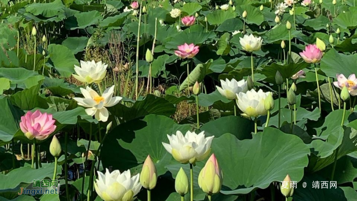 映日荷花，飘香夏季 - 靖西网