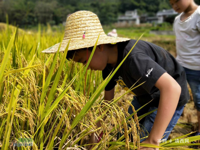 两季水稻，六月农忙时 - 靖西网