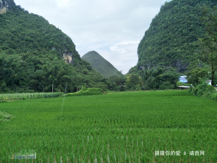 雨游田间地头 - 靖西网