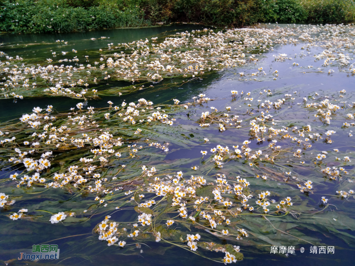 美哭了！靖西市最漂亮的小河，海菜花就这样满河盛开！ - 靖西网