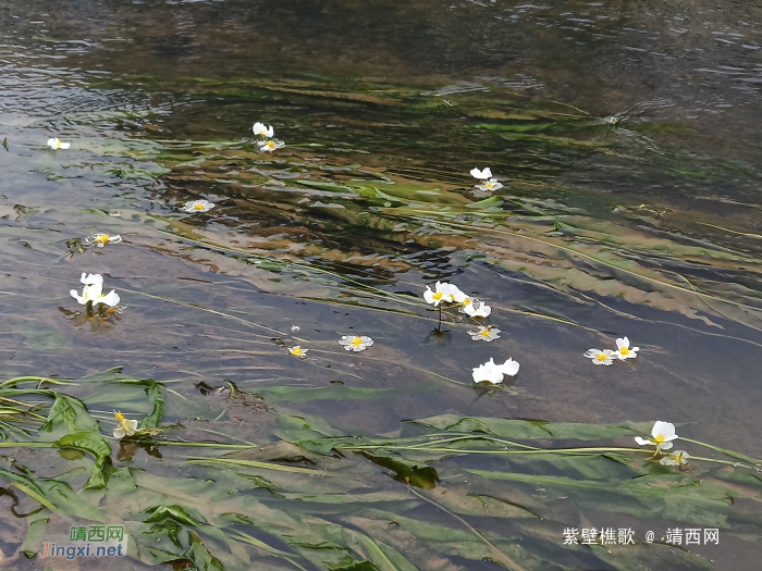 美哭了！靖西市最漂亮的小河，海菜花就这样满河盛开！ - 靖西网 - 第2页