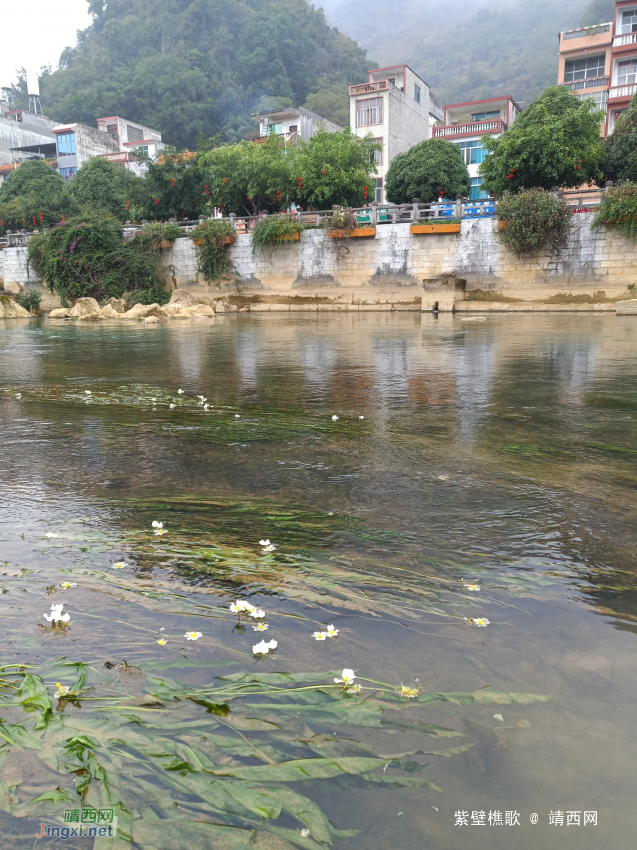 美哭了！靖西市最漂亮的小河，海菜花就这样满河盛开！ - 靖西网 - 第2页