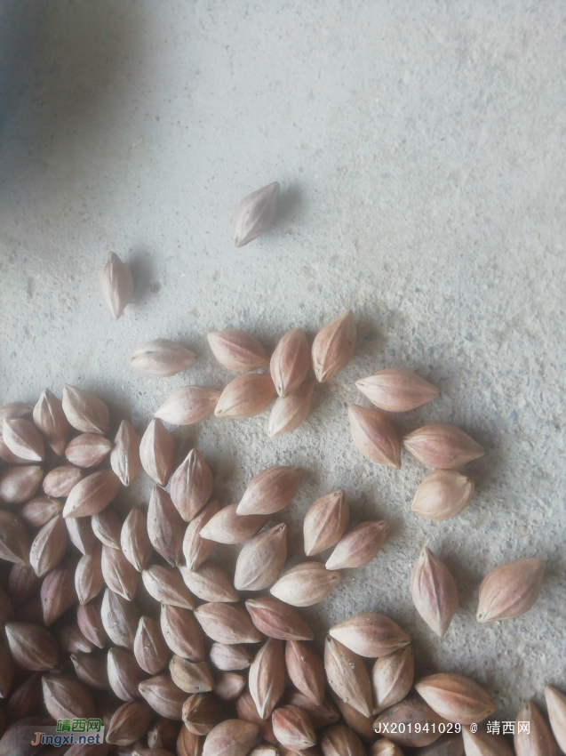 高价收购榄核工艺榄牛头榄