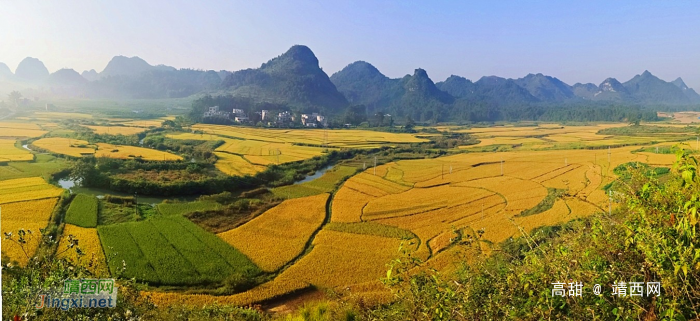 金秋十月，靖西田园美景 - 靖西网