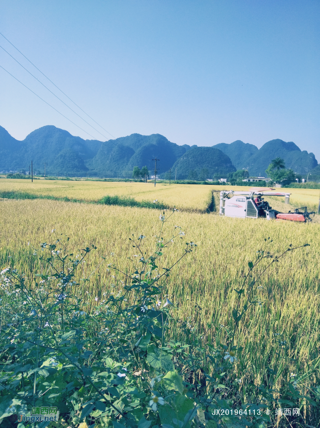 金秋十月，靖西田园美景 - 靖西网