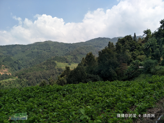 谷拉，我劲骚骚地来了 - 靖西网 - 第4页