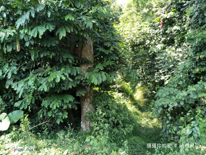 谷拉，我劲骚骚地来了 - 靖西网 - 第6页