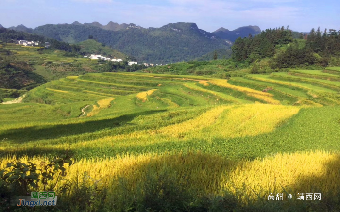 金秋十月，靖西田园美景 - 靖西网