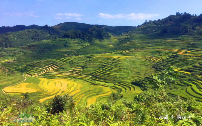 金秋十月，靖西田园美景 - 靖西网